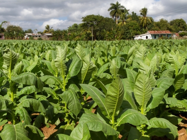 Voyage chez l'habitant à Cuba Champs de tabac vinales