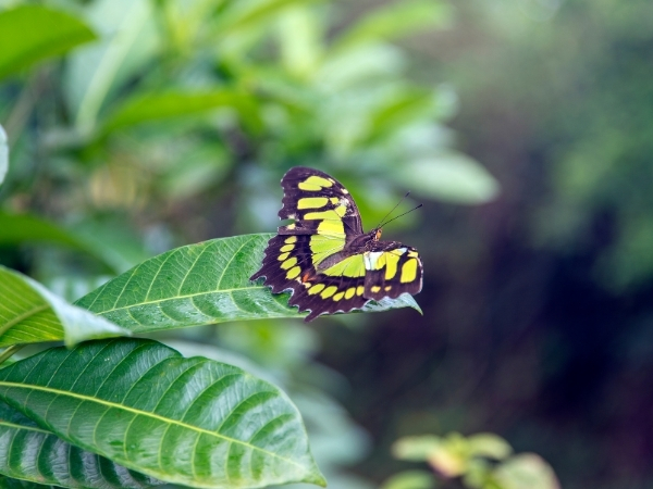 Voyage chez l'habitant à Cuba papillon a Soroa