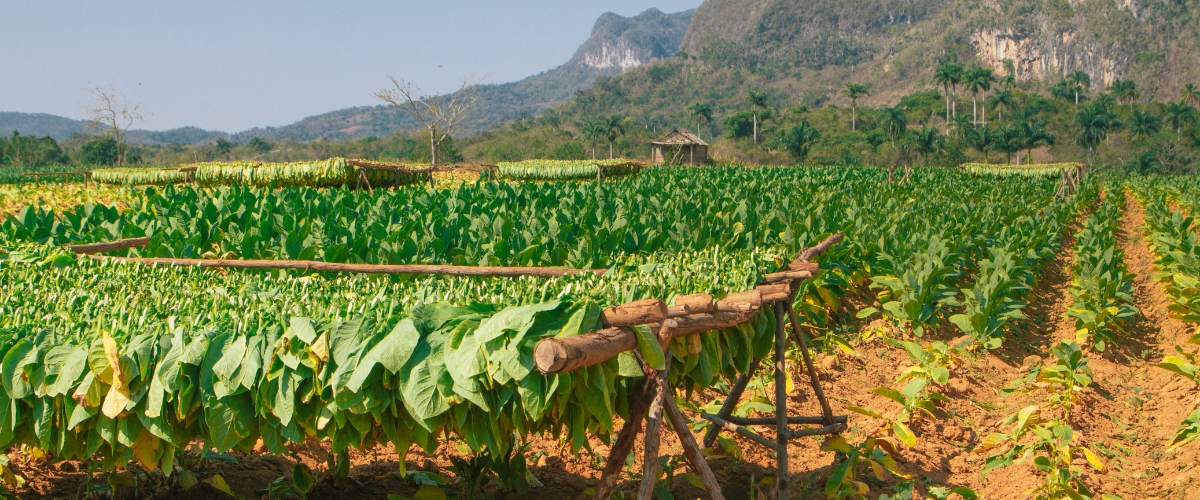 Baroudeur "Parfums de Cuba" circuit voyage chez l'habitant à Cuba