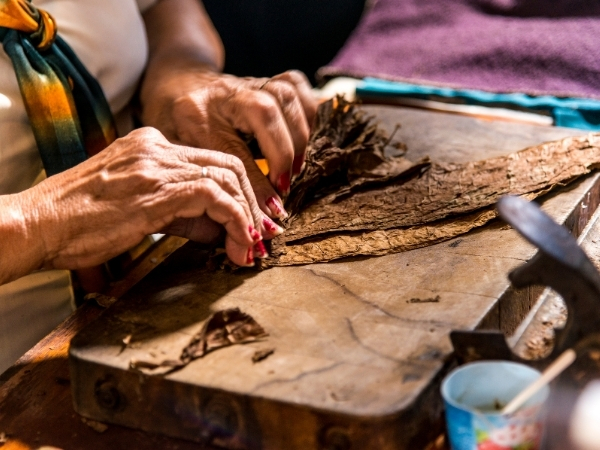 Voyage chez l'habitant à Cuba visite d une fabrique de cigares