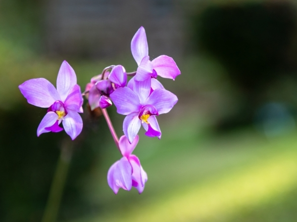 Voyage chez l'habitant à Cuba jardin aux orchidees de soroa